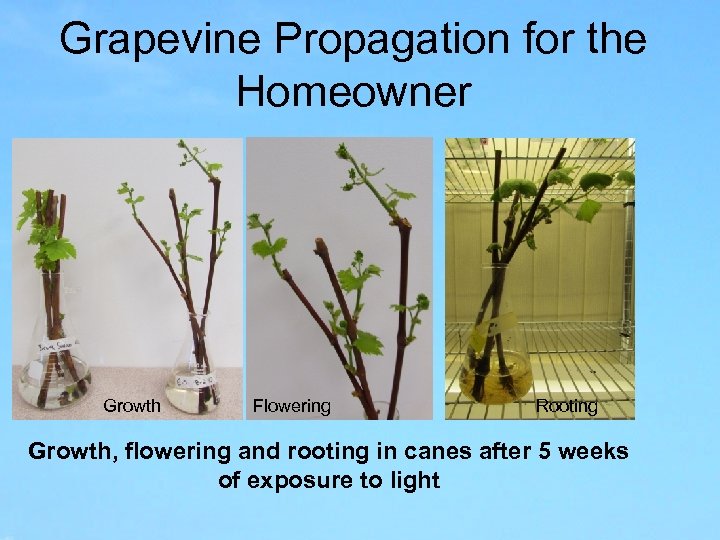 Grapevine Propagation for the Homeowner Growth Flowering Rooting Growth, flowering and rooting in canes