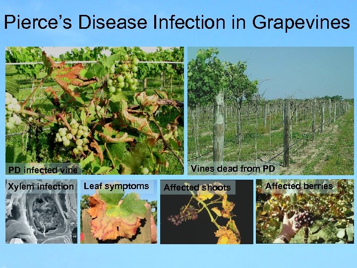 Pierce’s Disease Infection in Grapevines Vines dead from PD PD infected vine Xylem infection