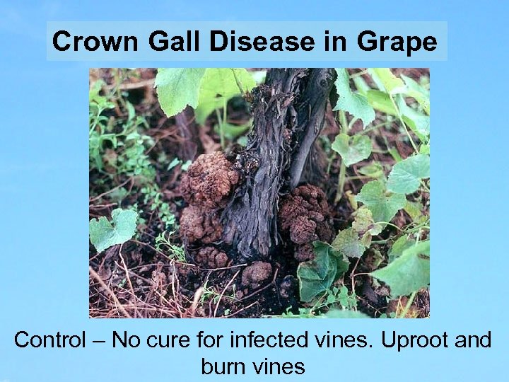 Crown Gall Disease in Grape Control – No cure for infected vines. Uproot and