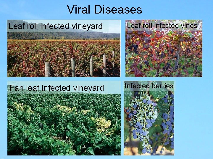 Viral Diseases Leaf roll infected vineyard Fan leaf infected vineyard Leaf roll infected vines