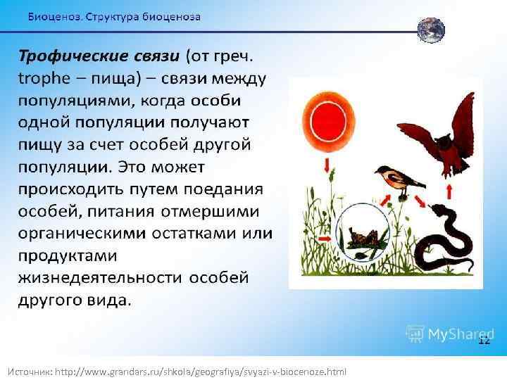 Источник: http: //www. grandars. ru/shkola/geografiya/svyazi-v-biocenoze. html 