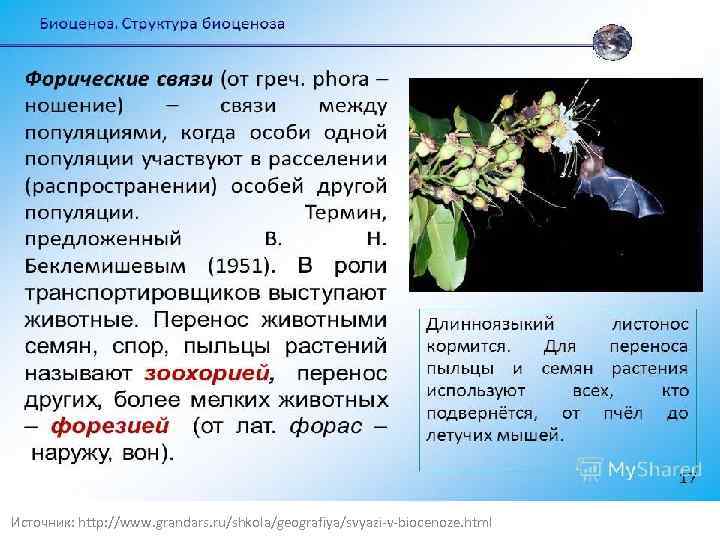 Источник: http: //www. grandars. ru/shkola/geografiya/svyazi-v-biocenoze. html 