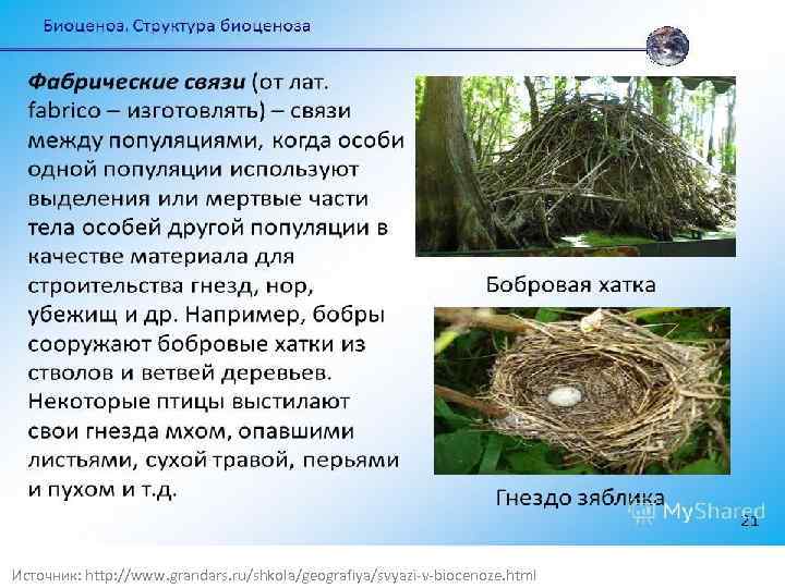 Источник: http: //www. grandars. ru/shkola/geografiya/svyazi-v-biocenoze. html 