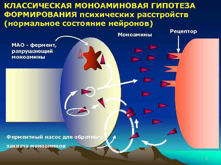 КЛАССИЧЕСКАЯ МОНОАМИНОВАЯ ГИПОТЕЗА ФОРМИРОВАНИЯ психических расстройств (нормальное состояние нейронов) Моноамины Рецептор МАО - фермент,