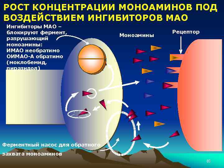 РОСТ КОНЦЕНТРАЦИИ МОНОАМИНОВ ПОД ВОЗДЕЙСТВИЕМ ИНГИБИТОРОВ МАО Ингибиторы МАО – блокируют фермент, разрушающий моноамины: