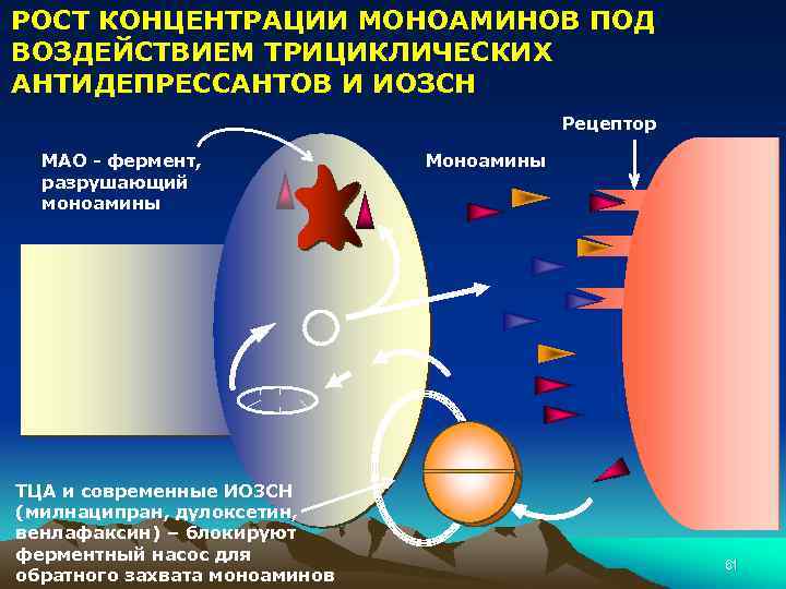 РОСТ КОНЦЕНТРАЦИИ МОНОАМИНОВ ПОД ВОЗДЕЙСТВИЕМ ТРИЦИКЛИЧЕСКИХ АНТИДЕПРЕССАНТОВ И ИОЗСН Рецептор МАО - фермент, разрушающий