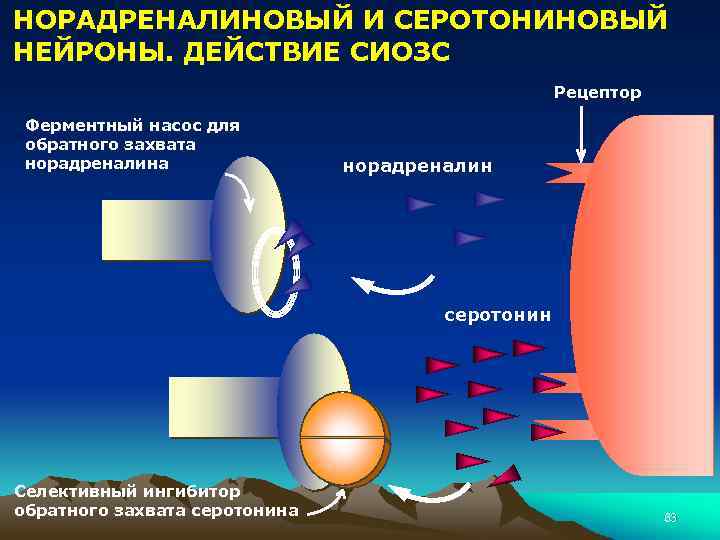 НОРАДРЕНАЛИНОВЫЙ И СЕРОТОНИНОВЫЙ НЕЙРОНЫ. ДЕЙСТВИЕ СИОЗС Рецептор Ферментный насос для обратного захвата норадреналин серотонин