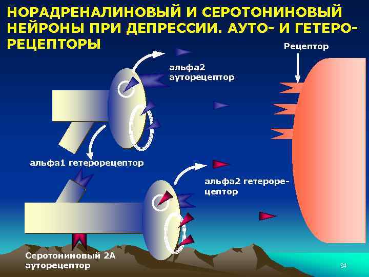 НОРАДРЕНАЛИНОВЫЙ И СЕРОТОНИНОВЫЙ НЕЙРОНЫ ПРИ ДЕПРЕССИИ. АУТО- И ГЕТЕРОРЕЦЕПТОРЫ Рецептор альфа 2 ауторецептор альфа