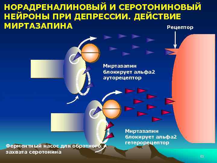 НОРАДРЕНАЛИНОВЫЙ И СЕРОТОНИНОВЫЙ НЕЙРОНЫ ПРИ ДЕПРЕССИИ. ДЕЙСТВИЕ МИРТАЗАПИНА Рецептор Миртазапин блокирует альфа 2 ауторецептор