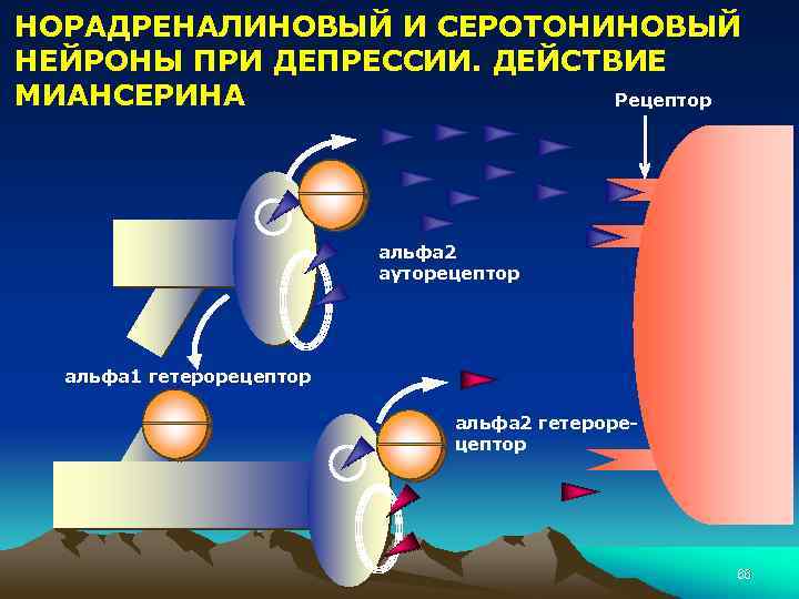 НОРАДРЕНАЛИНОВЫЙ И СЕРОТОНИНОВЫЙ НЕЙРОНЫ ПРИ ДЕПРЕССИИ. ДЕЙСТВИЕ МИАНСЕРИНА Рецептор альфа 2 ауторецептор альфа 1