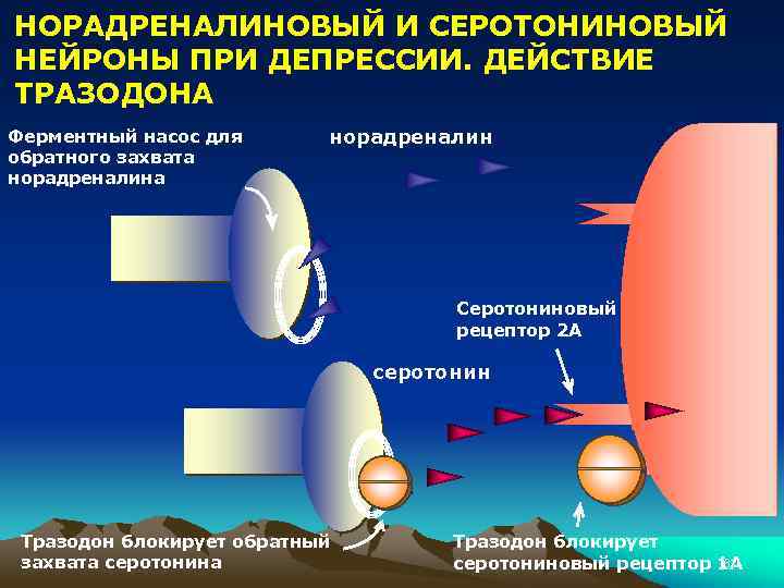 НОРАДРЕНАЛИНОВЫЙ И СЕРОТОНИНОВЫЙ НЕЙРОНЫ ПРИ ДЕПРЕССИИ. ДЕЙСТВИЕ ТРАЗОДОНА Ферментный насос для обратного захвата норадреналин