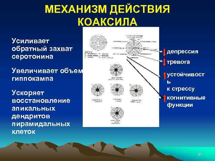 МЕХАНИЗМ ДЕЙСТВИЯ КОАКСИЛА Усиливает обратный захват серотонина Увеличивает объем гиппокампа Ускоряет восстановление апикальных дендритов