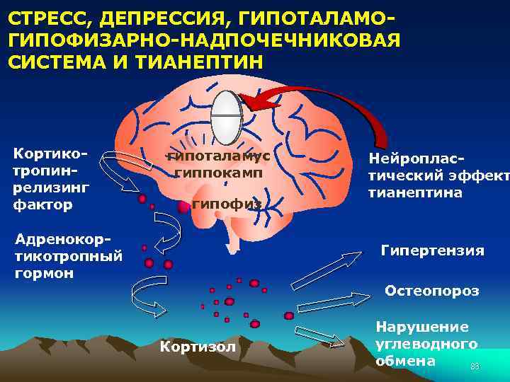 СТРЕСС, ДЕПРЕССИЯ, ГИПОТАЛАМОГИПОФИЗАРНО-НАДПОЧЕЧНИКОВАЯ СИСТЕМА И ТИАНЕПТИН Кортикотропинрелизинг фактор гипоталамус гиппокамп гипофиз Адренокортикотропный гормон Нейропластический