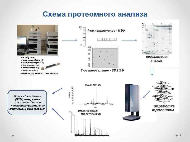 Схема протеомного анализа ● альбумин; ● иммуноглобулин G; ● иммуноглобулин А; ● антитрипсин; ●