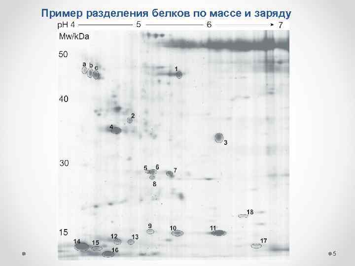 Пример разделения белков по массе и заряду 5 