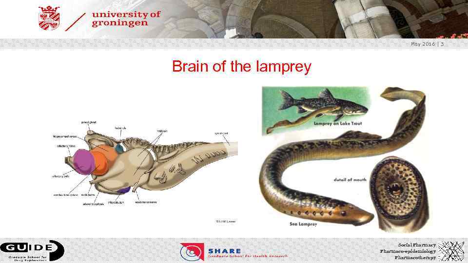 May 2016 | 3 Brain of the lamprey Social Pharmacy Pharmaco-epidemiology Pharmacotherapy 