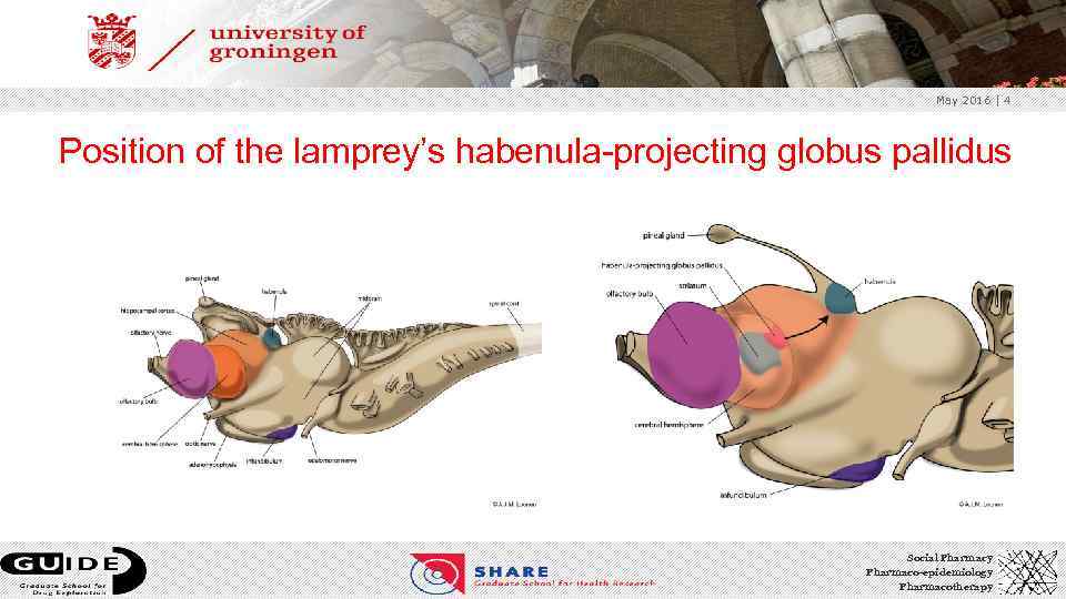 May 2016 | 4 Position of the lamprey’s habenula-projecting globus pallidus Social Pharmacy Pharmaco-epidemiology