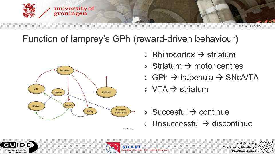 May 2016 | 5 Function of lamprey’s GPh (reward-driven behaviour) › › Rhinocortex striatum