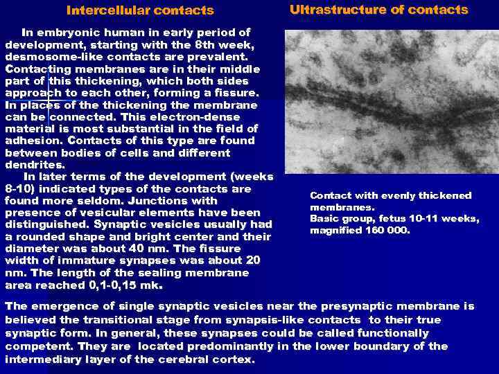 Intercellular contacts In embryonic human in early period of development, starting with the 8