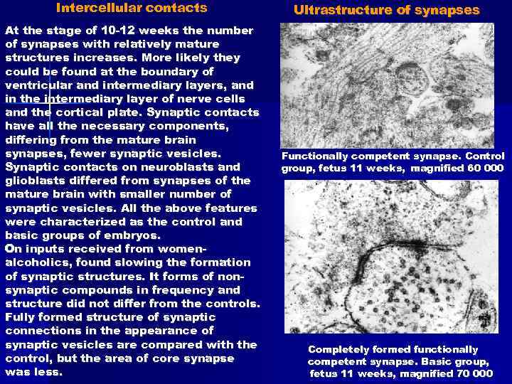 Intercellular contacts At the stage of 10 -12 weeks the number of synapses with