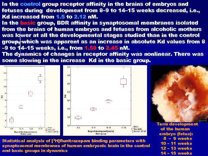 In the control group receptor affinity in the brains of embryos and fetuses during