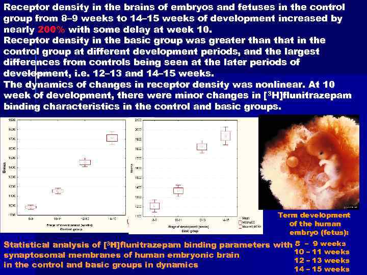 Receptor density in the brains of embryos and fetuses in the control group from