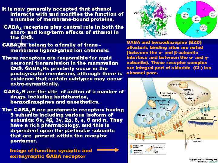 It is now generally accepted that ethanol interacts with and modifies the function of