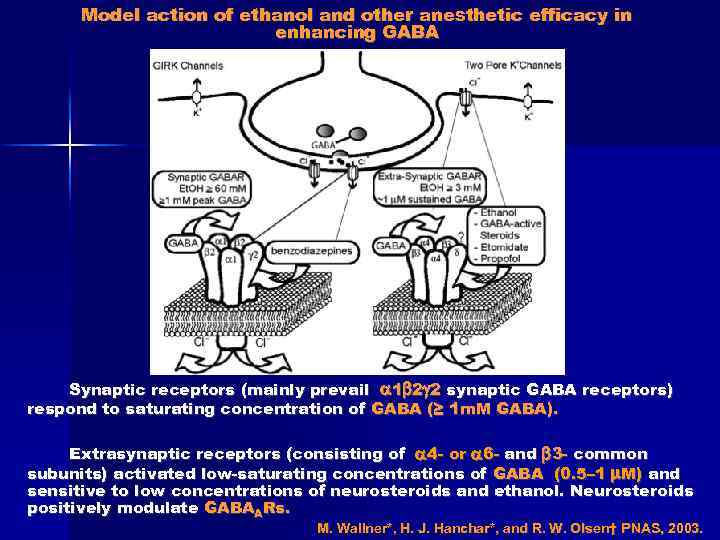 Model action of ethanol and other anesthetic efficacy in enhancing GABA Synaptic receptors (mainly