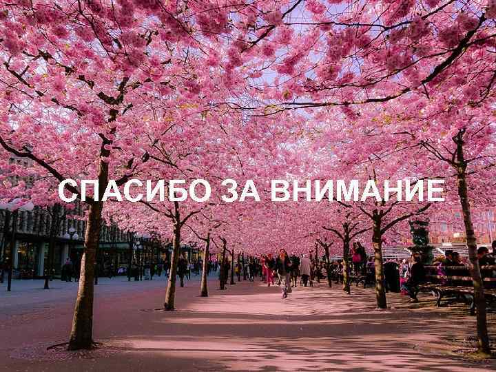 СПАСИБО ЗА ВНИМАНИЕ 