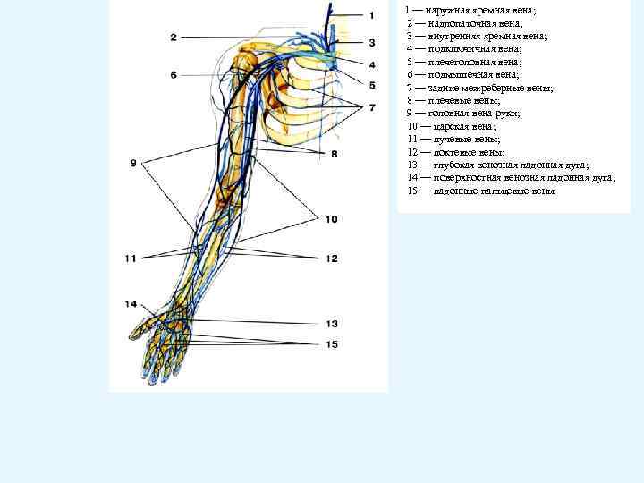 1 — наружная яремная вена; 2 — надлопаточная вена; 3 — внутренняя яремная вена;