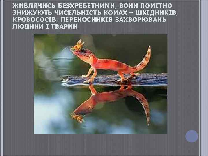 ЖИВЛЯЧИСЬ БЕЗХРЕБЕТНИМИ, ВОНИ ПОМІТНО ЗНИЖУЮТЬ ЧИСЕЛЬНІСТЬ КОМАХ – ШКІДНИКІВ, КРОВОСОСІВ, ПЕРЕНОСНИКІВ ЗАХВОРЮВАНЬ ЛЮДИНИ І