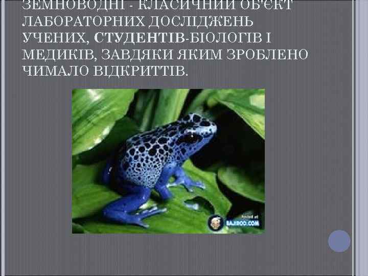 ЗЕМНОВОДНІ - КЛАСИЧНИЙ ОБ'ЄКТ ЛАБОРАТОРНИХ ДОСЛІДЖЕНЬ УЧЕНИХ, СТУДЕНТІВ-БІОЛОГІВ І МЕДИКІВ, ЗАВДЯКИ ЯКИМ ЗРОБЛЕНО ЧИМАЛО