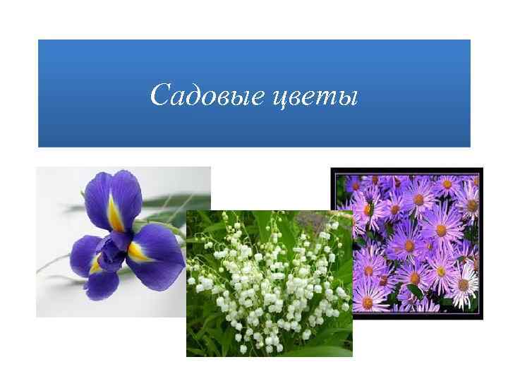 Садовые цветы 