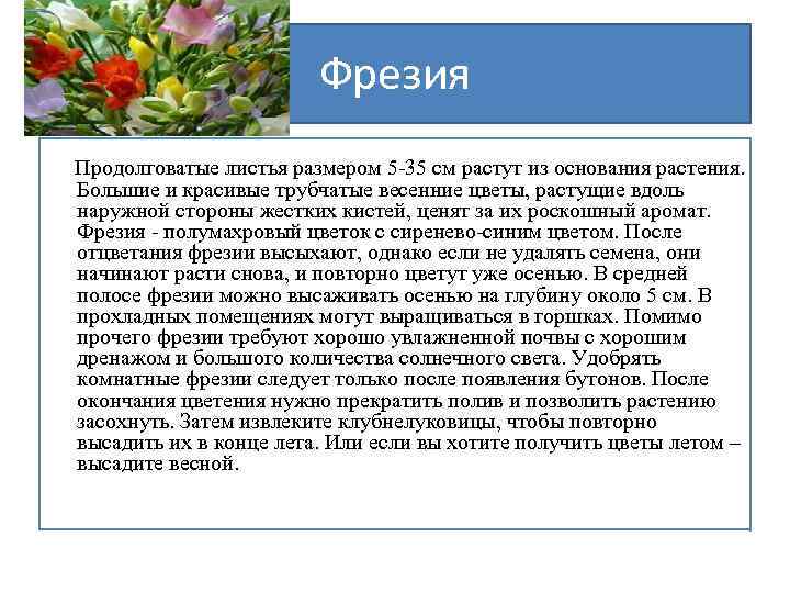 Фрезия Продолговатые листья размером 5 -35 см растут из основания растения. Большие и красивые