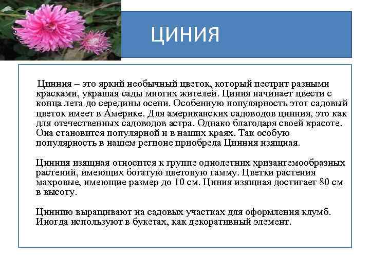 ЦИНИЯ Цинния – это яркий необычный цветок, который пестрит разными красками, украшая сады многих
