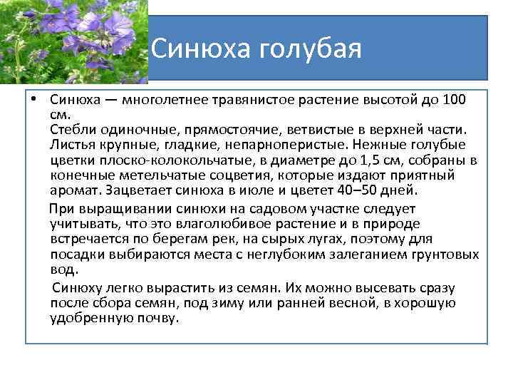 Синюха голубая • Синюха — многолетнее травянистое растение высотой до 100 см. Стебли одиночные,