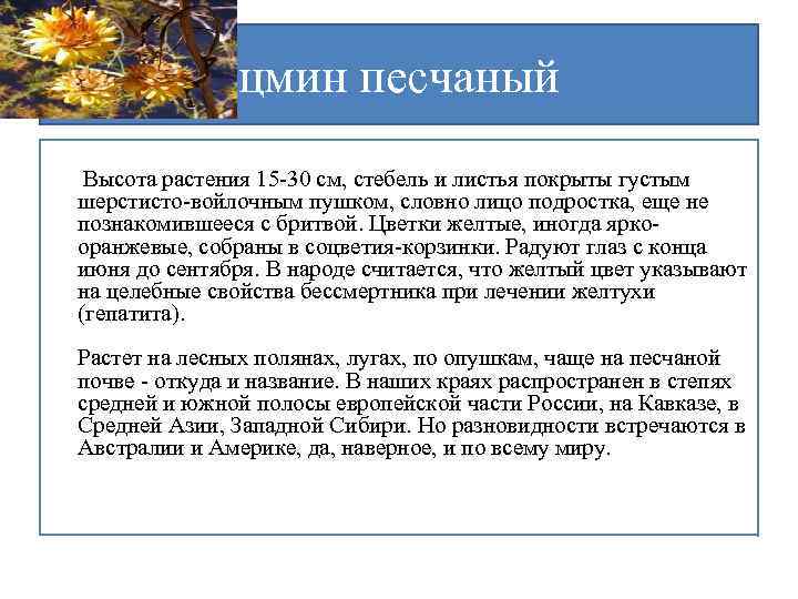 цмин песчаный Высота растения 15 -30 см, стебель и листья покрыты густым шерстисто-войлочным пушком,