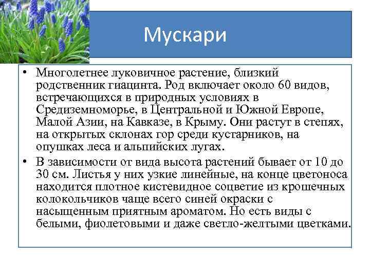 Мускари • Многолетнее луковичное растение, близкий родственник гиацинта. Род включает около 60 видов, встречающихся