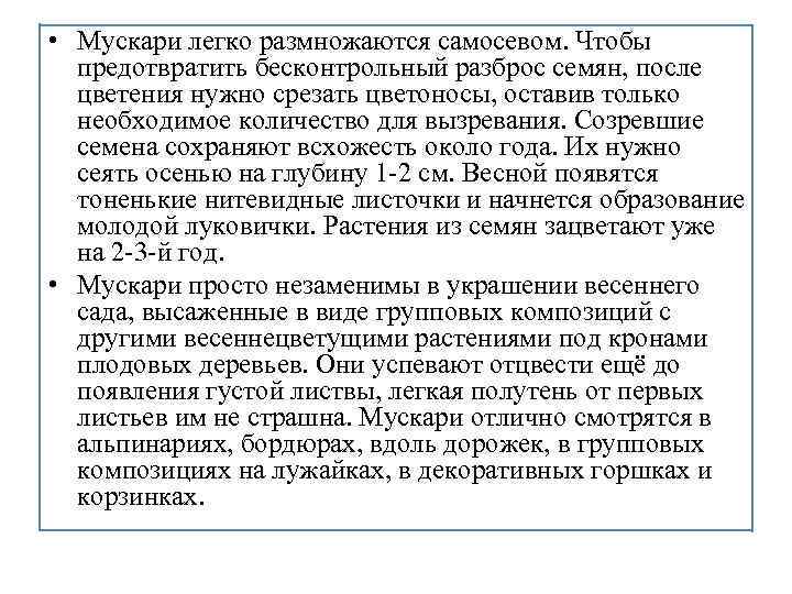  • Мускари легко размножаются самосевом. Чтобы предотвратить бесконтрольный разброс семян, после цветения нужно
