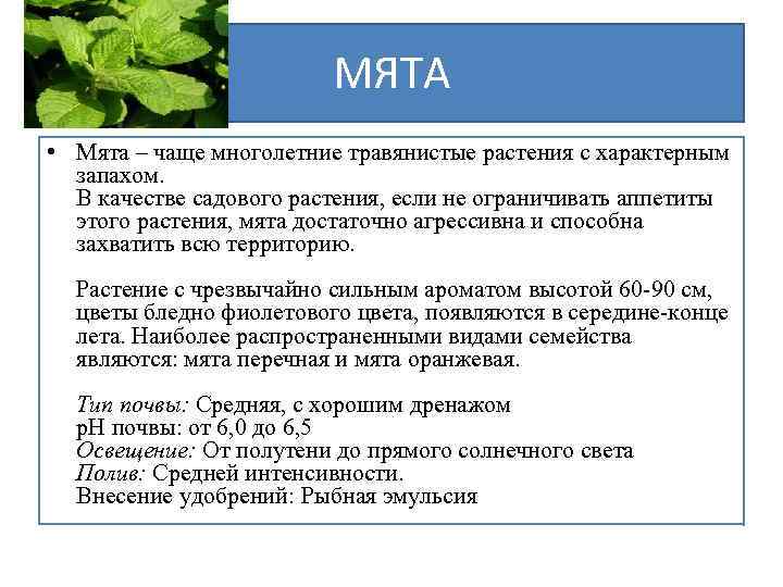 МЯТА • Мята – чаще многолетние травянистые растения с характерным запахом. В качестве садового