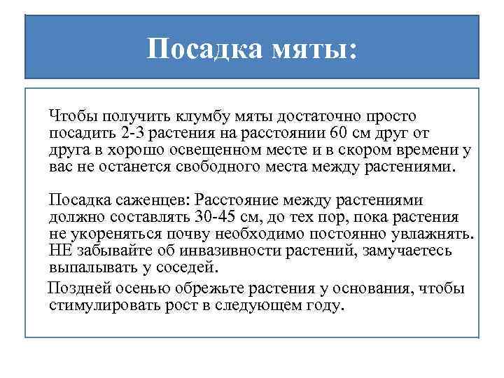 Посадка мяты: Чтобы получить клумбу мяты достаточно просто посадить 2 -3 растения на расстоянии