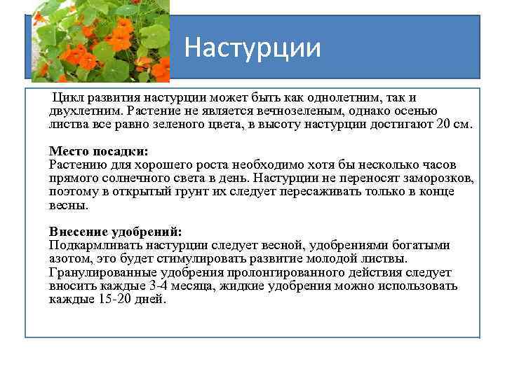 Настурции Цикл развития настурции может быть как однолетним, так и двухлетним. Растение не является