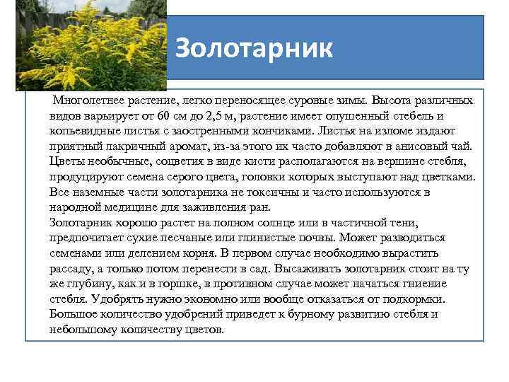 Золотарник Многолетнее растение, легко переносящее суровые зимы. Высота различных видов варьирует от 60 см
