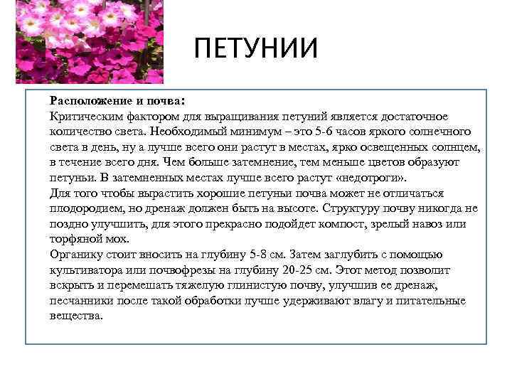 ПЕТУНИИ Расположение и почва: Критическим фактором для выращивания петуний является достаточное количество света. Необходимый