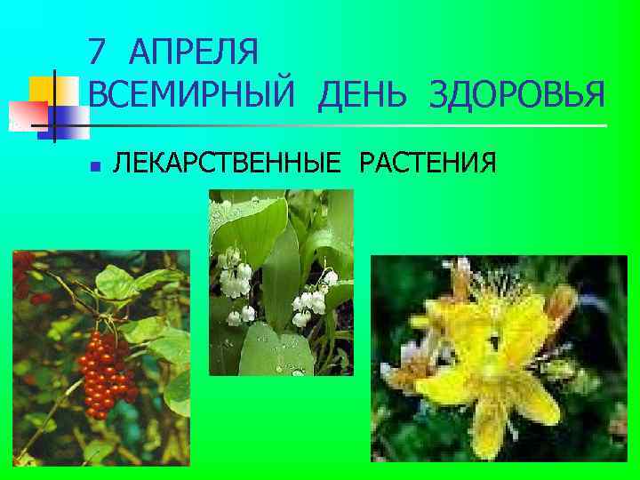 7 АПРЕЛЯ ВСЕМИРНЫЙ ДЕНЬ ЗДОРОВЬЯ n ЛЕКАРСТВЕННЫЕ РАСТЕНИЯ 