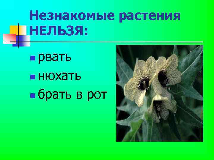 Незнакомые растения НЕЛЬЗЯ: рвать n нюхать n брать в рот n 