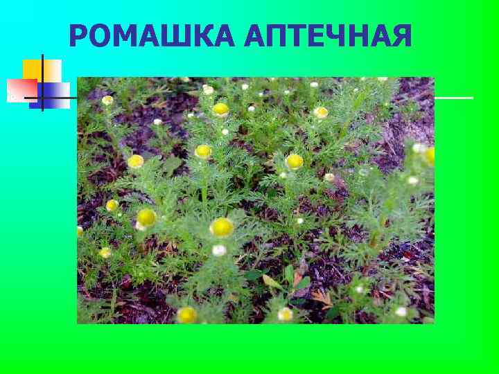 РОМАШКА АПТЕЧНАЯ 