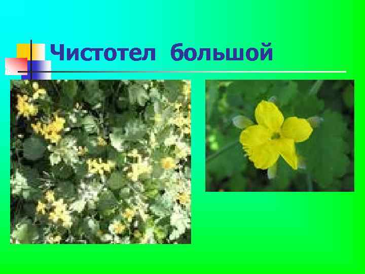 Чистотел большой 