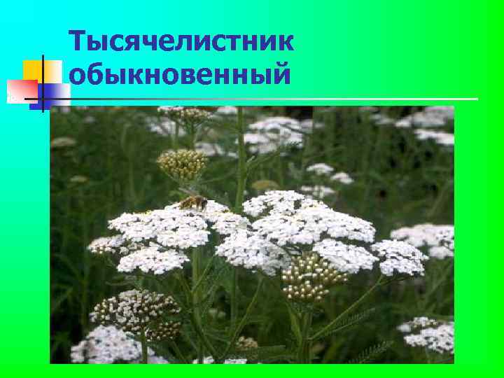 Тысячелистник обыкновенный 