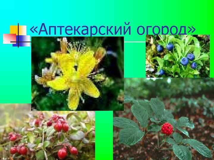  «Аптекарский огород» 